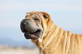 SHAR-PEI 758